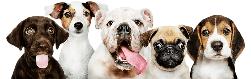 Buy Puppies & Dogs For Sale Online In Delhi Mumbai Pune Bangalore