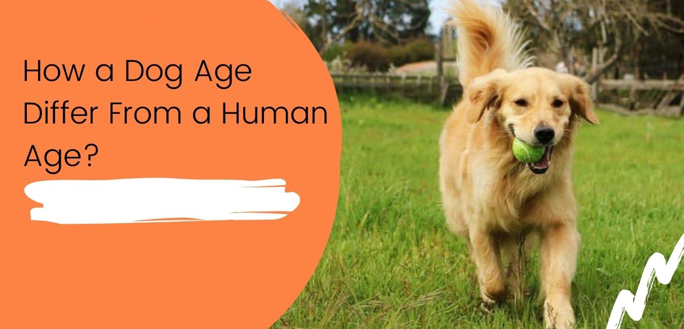 Read more about the article How a Dog Age Differ From a Human Age?