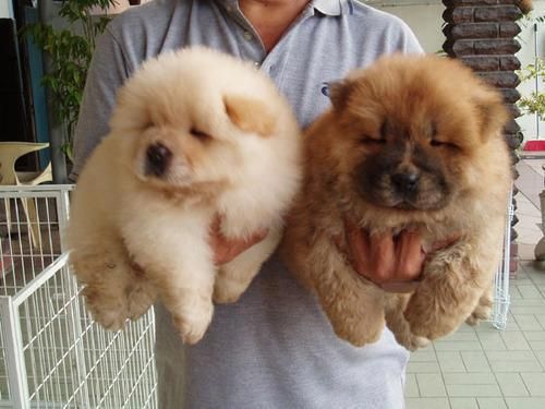 how much do chow puppies cost