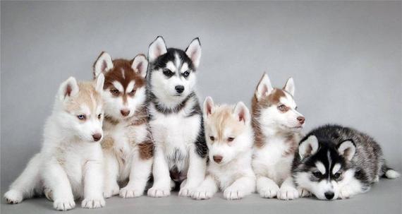 husky puppy dog images