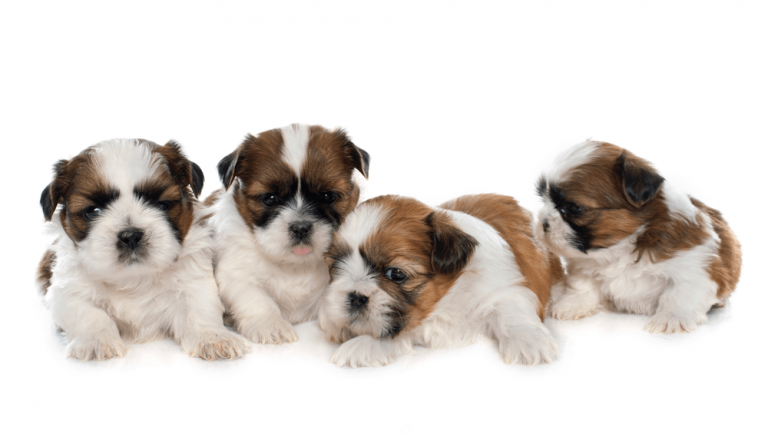 how much is a shih tzu puppy in india