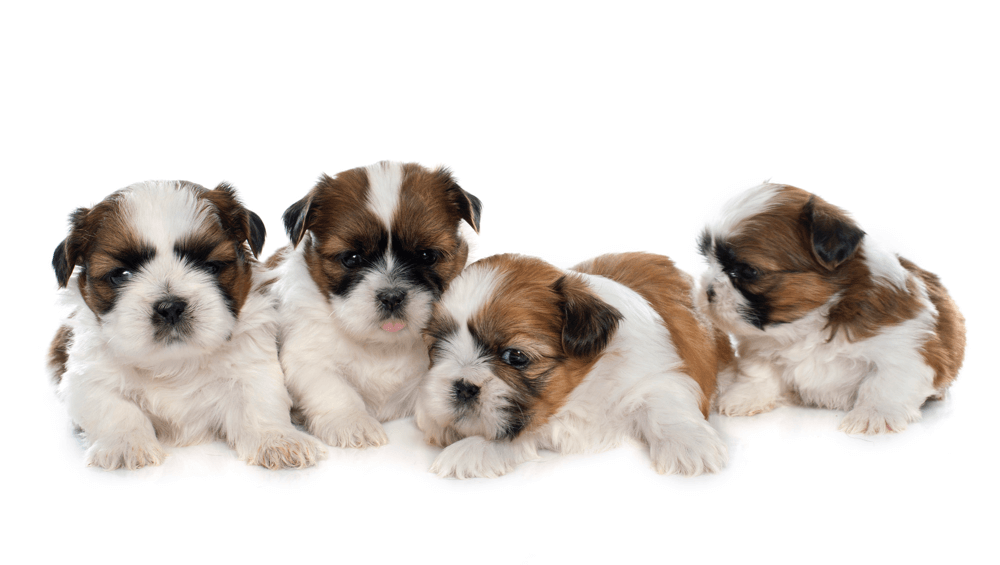 Buy shih tzu puppies for sale online in India at best price